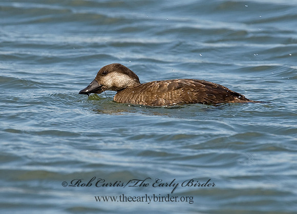 Melanitta americana  BLACK SCOTER 8001903