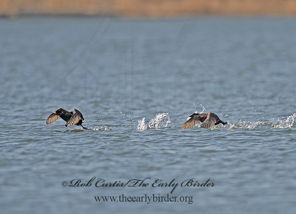 Melanitta americana  BLACK SCOTER 8001918