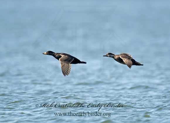 Melanitta americana  BLACK SCOTER 8001925