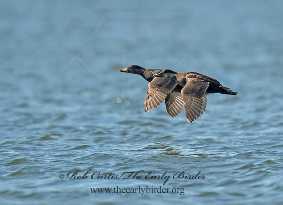 Melanitta americana  BLACK SCOTER 8001926