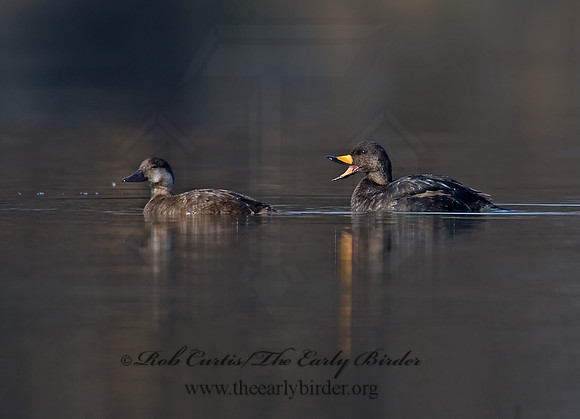 Melanitta americana  BLACK SCOTER 8001668