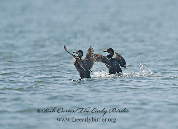 Melanitta americana  BLACK SCOTER 8001929