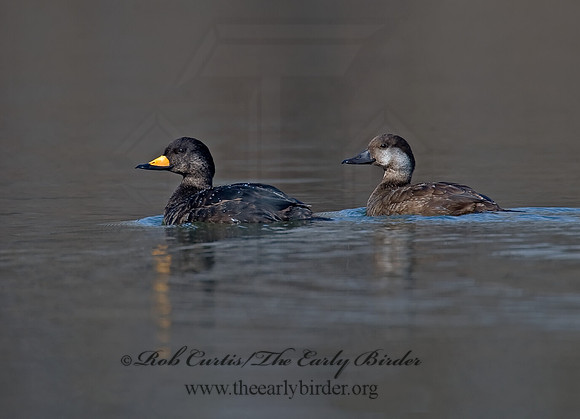 Melanitta americana  BLACK SCOTER 8001675