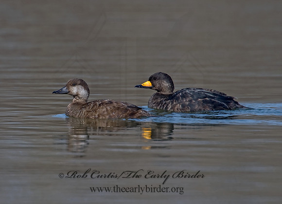 Melanitta americana  BLACK SCOTER 8001692
