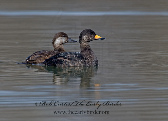Melanitta americana  BLACK SCOTER 8001698