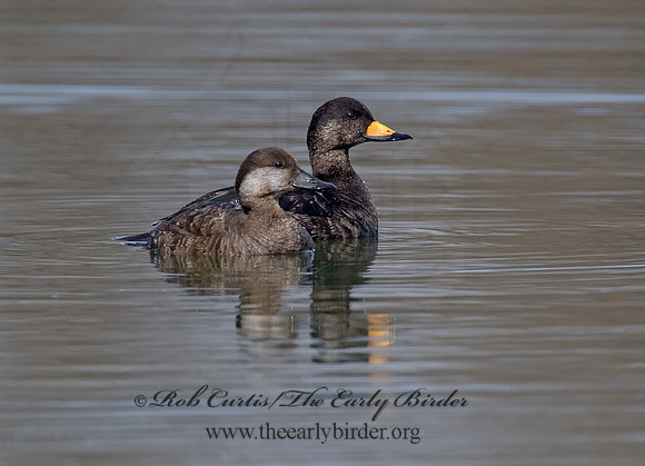 Melanitta americana  BLACK SCOTER 8001701