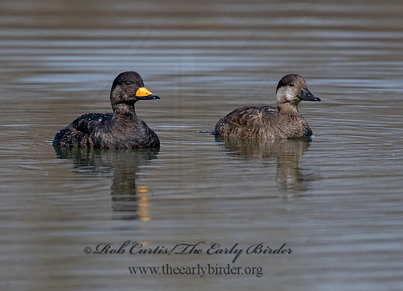 Melanitta americana  BLACK SCOTER 8001703