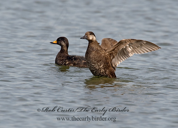 Melanitta americana  BLACK SCOTER 8001733