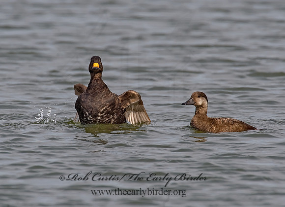 Melanitta americana  BLACK SCOTER 8001739