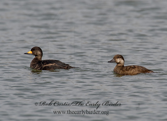 Melanitta americana  BLACK SCOTER 8001740