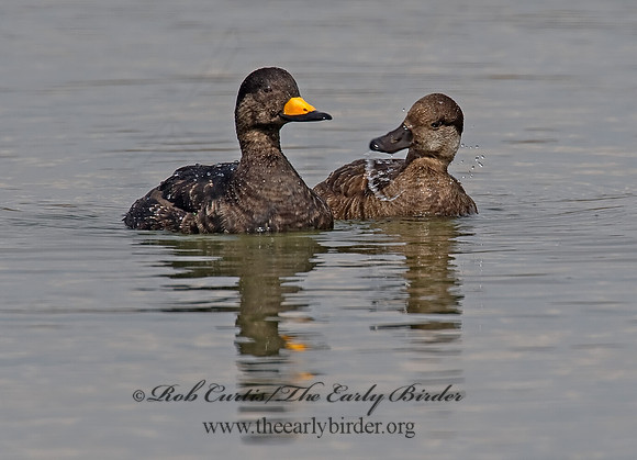 Melanitta americana  BLACK SCOTER 8001808