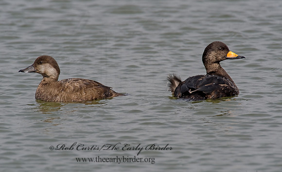 Melanitta americana  BLACK SCOTER 8001839