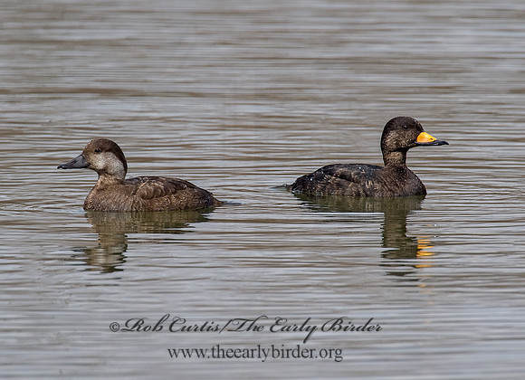 Melanitta americana  BLACK SCOTER 8001754