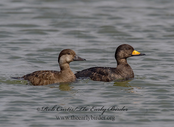 Melanitta americana  BLACK SCOTER 8001816