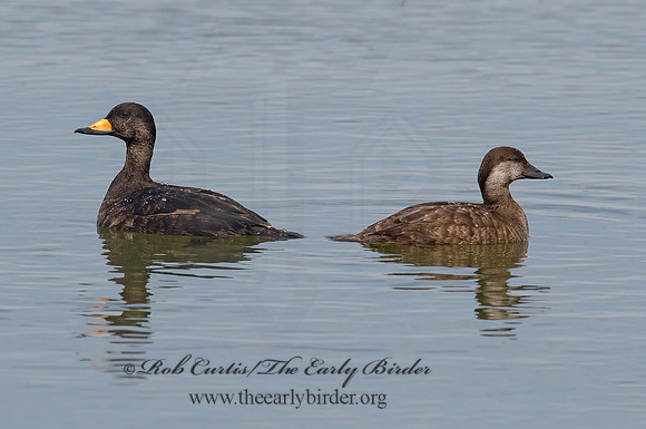 Melanitta americana  BLACK SCOTER 8001881