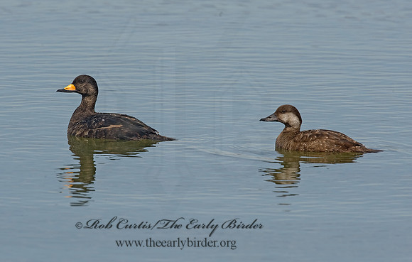 Melanitta americana  BLACK SCOTER 8001882