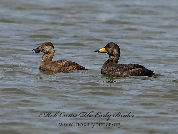 Melanitta americana  BLACK SCOTER 8001890