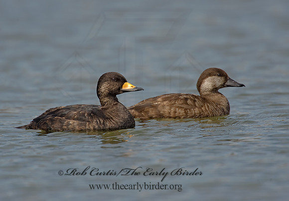 Melanitta americana  BLACK SCOTER 8001893
