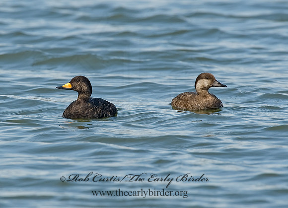Melanitta americana  BLACK SCOTER 8001900