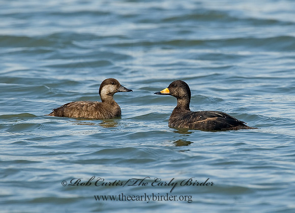 Melanitta americana  BLACK SCOTER 8001899