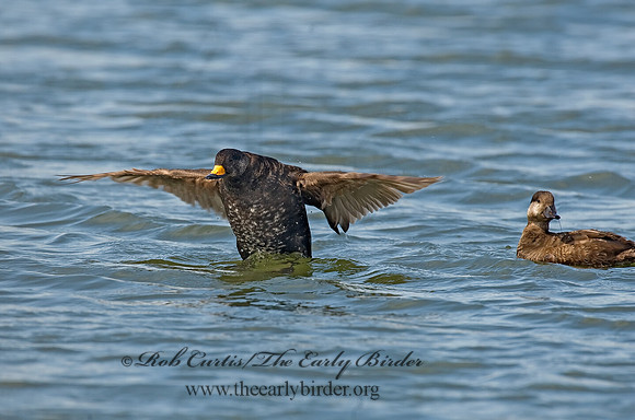 Melanitta americana  BLACK SCOTER 8001906