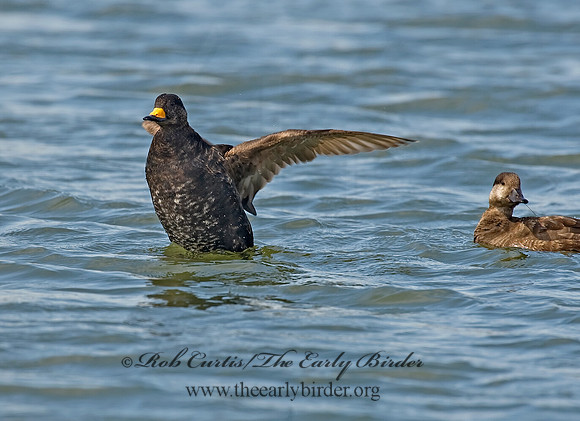 Melanitta americana  BLACK SCOTER 8001907