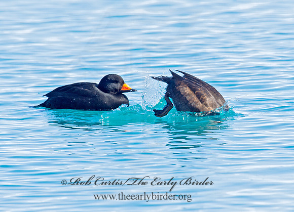 Melanitta americana  BLACK SCOTER 9019716