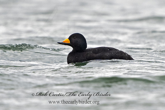 Melanitta americana  BLACK SCOTER 3027758