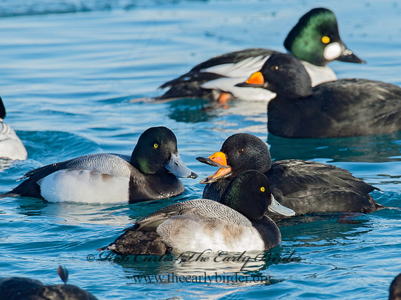 Melanitta americana  BLACK SCOTER 9019838