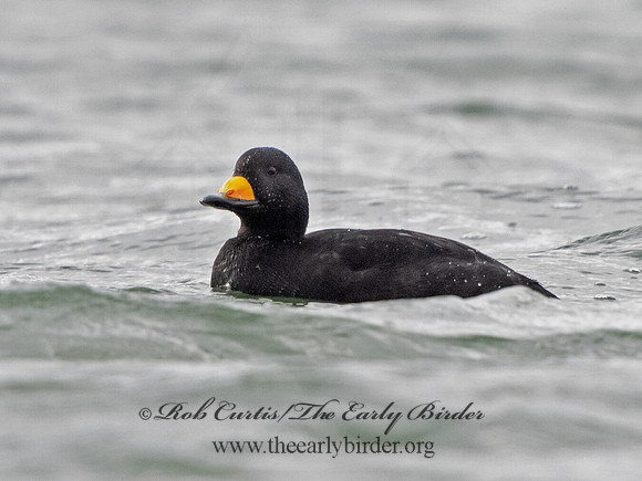 Melanitta americana  BLACK SCOTER 3027761