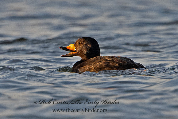 Melanitta americana  BLACK SCOTER 3027797
