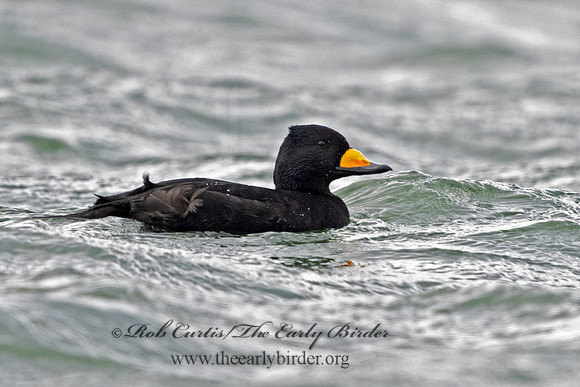 Melanitta americana  BLACK SCOTER 3027789