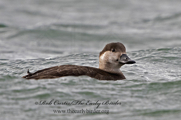 Melanitta americana  BLACK SCOTER 3027785