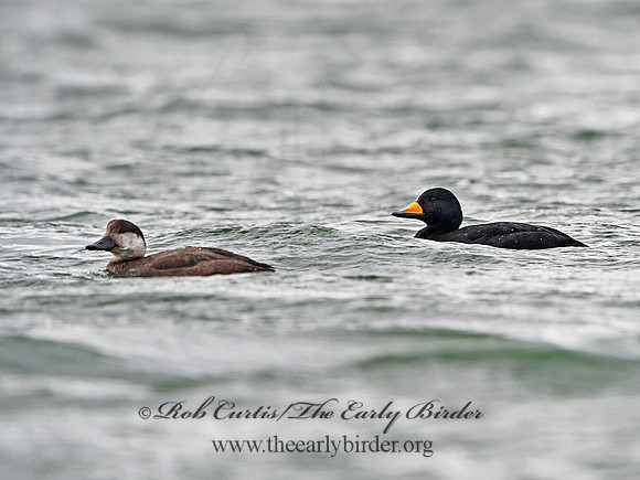 Melanitta americana  BLACK SCOTER 3027782