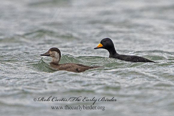 Melanitta americana  BLACK SCOTER 3027777