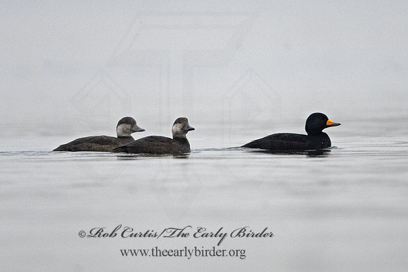 Melanitta americana  BLACK SCOTER 3027718