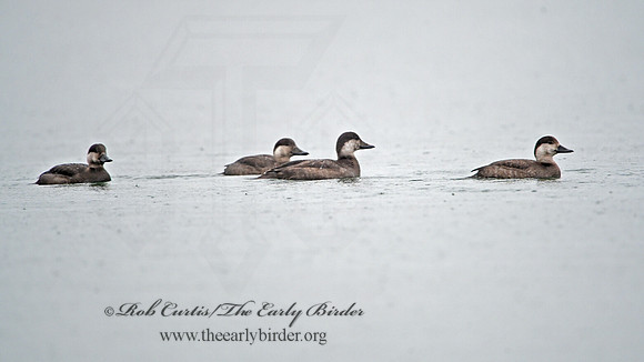 Melanitta americana  BLACK SCOTER 3027730