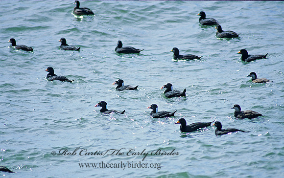 Melanitta perspicillata  SURF SCOTER 44308