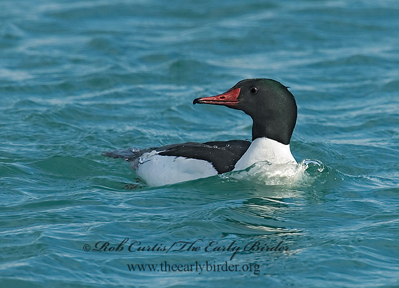 Mergus merganser  COMMON MERGANSER 6020909