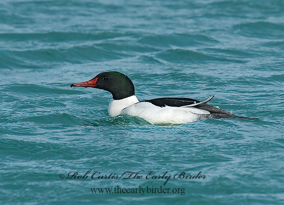 Mergus merganser  COMMON MERGANSER 6020913