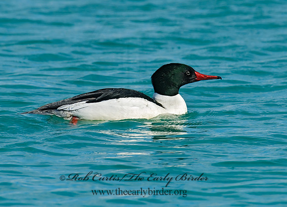 Mergus merganser  COMMON MERGANSER 6020893