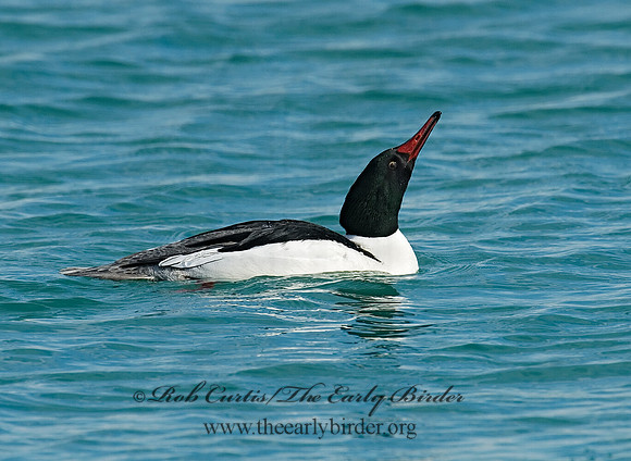 Mergus merganser  COMMON MERGANSER 6020905