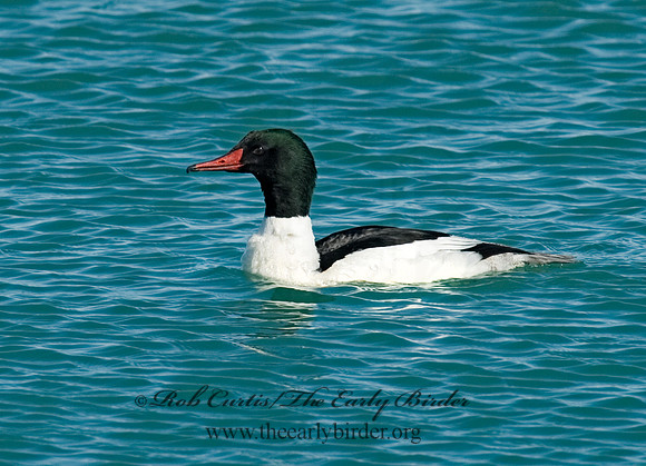 Mergus merganser  COMMON MERGANSER 7000096