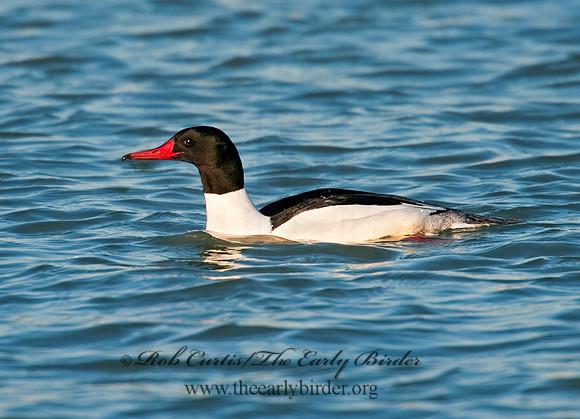 Mergus merganser  COMMON MERGANSER 8027511