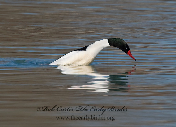Mergus merganser  COMMON MERGANSER 8000870