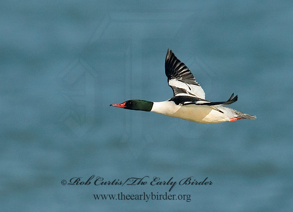 Mergus merganser  COMMON MERGANSER 6029755