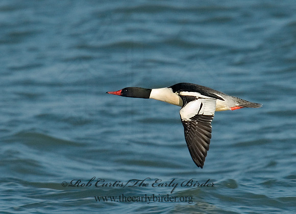 Mergus merganser  COMMON MERGANSER 6029763