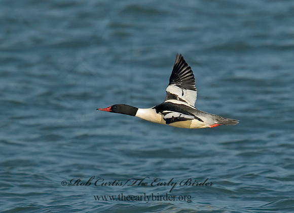 Mergus merganser  COMMON MERGANSER 6029765
