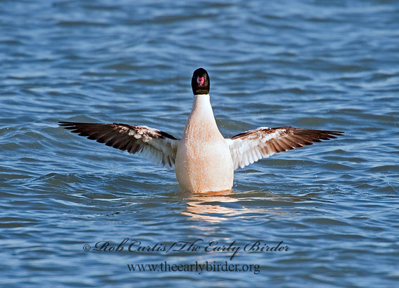 Mergus merganser  COMMON MERGANSER 8027850