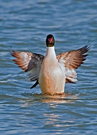 Mergus merganser  COMMON MERGANSER 8027853